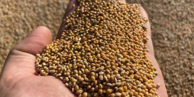 Yellow millet is a mixed seed product that meets