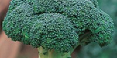 Bună ziua, în aproximativ 2-3 săptămâni, broccoli proaspăt și