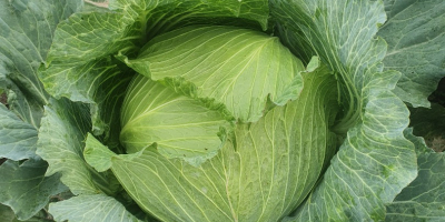 I will sell a beautiful cabbage 50 pieces