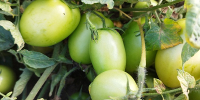 Green field tomato, dyno variety. Quantity approximately 2 tons