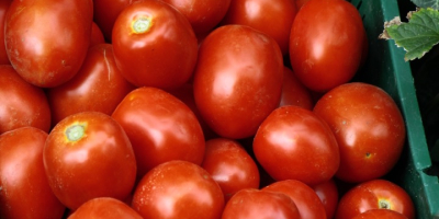 Field tomatoes, perfect for preserves