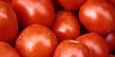 Field tomatoes, perfect for preserves