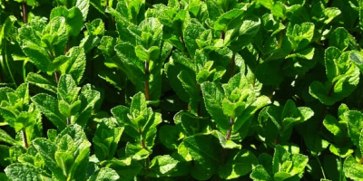 hello, pre-order for the supply of fresh mint greens