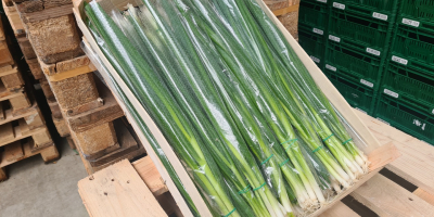 Hello, we offer a chive onion (finger). Truck quantities