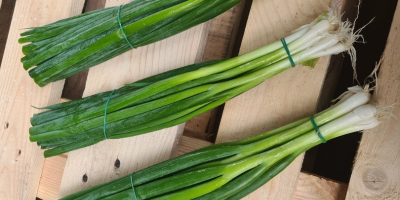 Hello, we offer a chive onion (finger). Truck quantities