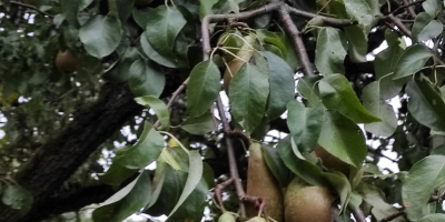 I will sell pears. Conference variety
