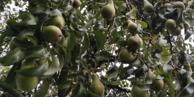 I will sell pears. Conference variety