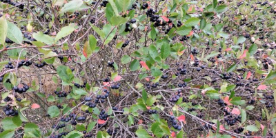 The chokeberries are delivered fresh. They are harvested just