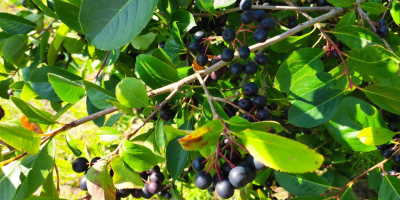 I will sell about 50 tons of organic chokeberry