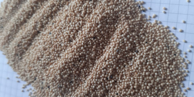 Grains Amaranth, 400 metric ton, 50kg\bag