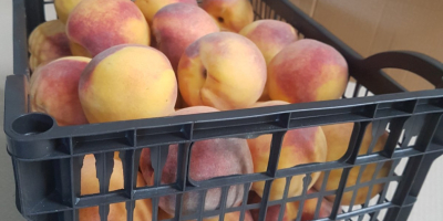 Продам 3 тонны греческих персиков, 4-5 поддонов. Упакованы в