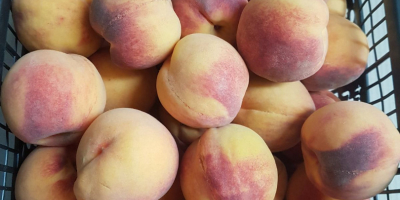 I will sell 3 tons of Greek peaches, 4-5