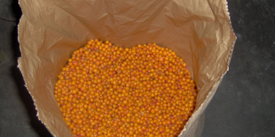Top-quality sea buckthorn berries from own plantations located in