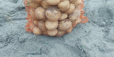 Ich verkaufe Vineta-Kartoffeln aus eigenem Anbau, ohne Spritzen, verpackt