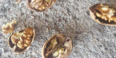 Hi I sell first quality peeled walnuts and abaino