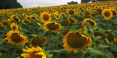 Bitte kontaktieren Sie uns für Sonnenblumenkerne aus polnischen Kulturteichen