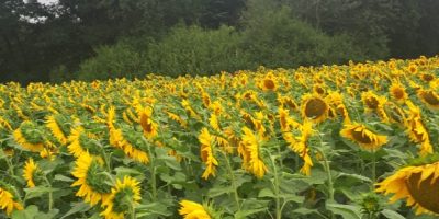 Bitte kontaktieren Sie uns für Sonnenblumenkerne aus polnischen Kulturteichen