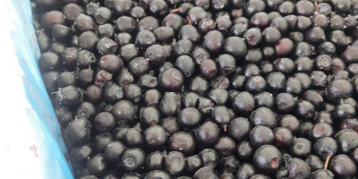 E-cleaning wild blueberries (forest blueberry) HACCP There are also