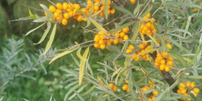Sea buckthorn frozen BIO with certificate of quality
