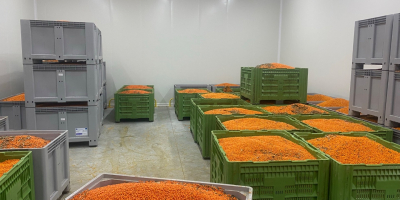 Sea buckthorn frozen BIO with certificate of quality