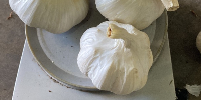 From 5mm+ To 7mm- Turkish hight quality white garlic