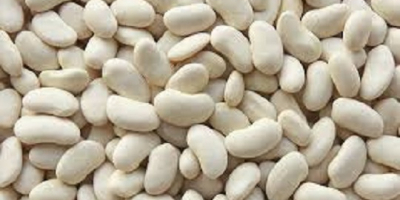 The processor buys beans of white varieties in bulk.