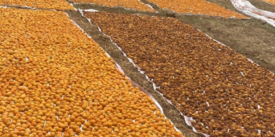 Grüße, ca. 3500 kg sonnengetrocknete gelbe Aprikosen