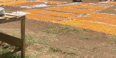 Grüße, ca. 3500 kg sonnengetrocknete gelbe Aprikosen
