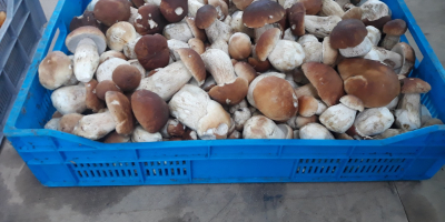 I will sell fresh mushrooms - boletus. Mushrooms collected