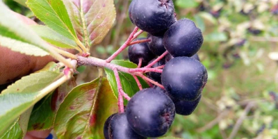Organic Aronia with a certificate