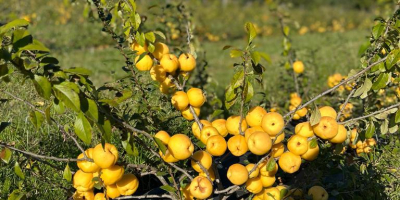 Very good quinces from biological farm in Latvia. Can