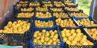 Very good quinces from biological farm in Latvia. Can