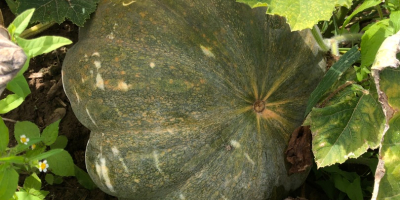 For sale wholesale amounts of &quot;organic&quot; pumpkins without spraying.