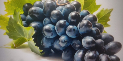 We sell table grapes, variety MOLDOVA. Quantity 100 tons.