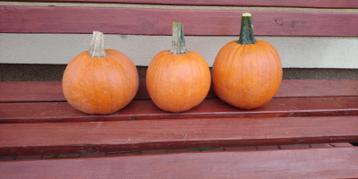 Pumpkins for sale Gomez variety. Nicely colored. Caliber 1-4