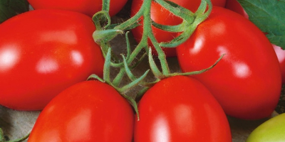 Green and red ground tomatoes for sale. Round and