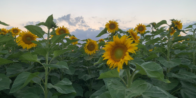 Ich werde Sonnenblumenkerne für Öl verkaufen (ca. 20 Tonnen).