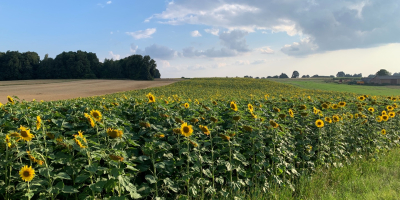 Ich werde Sonnenblumenkerne für Öl verkaufen (ca. 20 Tonnen).