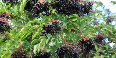I propose elderberry from Ukraine in large quantities (10