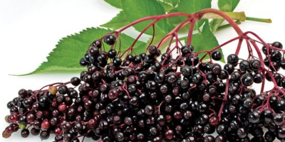 I propose elderberry from Ukraine in large quantities (10