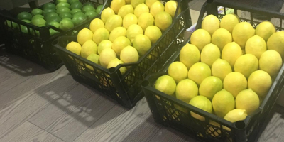 Fresh Lemon Mayer available for export