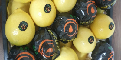 Frischer Lemon Mayer für den Export verfügbar