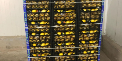 Frischer Lemon Mayer für den Export verfügbar