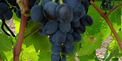 We sell table grapes, the &quot;Moldova&quot; variety. Sweet!