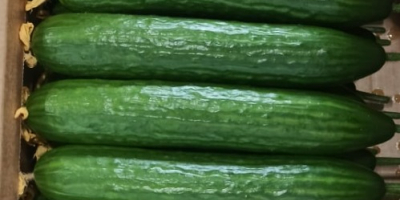 I will sell greenhouse cucumbers from Belarus, smooth, long.