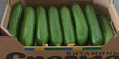 I will sell greenhouse cucumbers from Belarus, smooth, long.