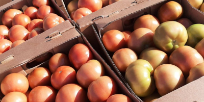 Ich werde frische Tomaten aus Weißrussland verkaufen. Nur TIR-Mengen.