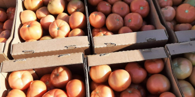 Vendo pomodori freschi dalla Bielorussia. Solo quantità TIR. tel.