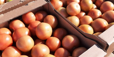Vendo pomodori freschi dalla Bielorussia. Solo quantità TIR. tel.
