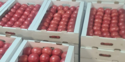 Продавам пресни малинови домати от Беларус. Само ТИР количества.